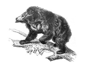 Sloth bear in the old book Meyers Lexicon, vol. 2, 1897, Leipzig