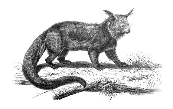 The binturong or bearcat in the old book Meyers Lexicon, vol. 2, 1897, Leipzig