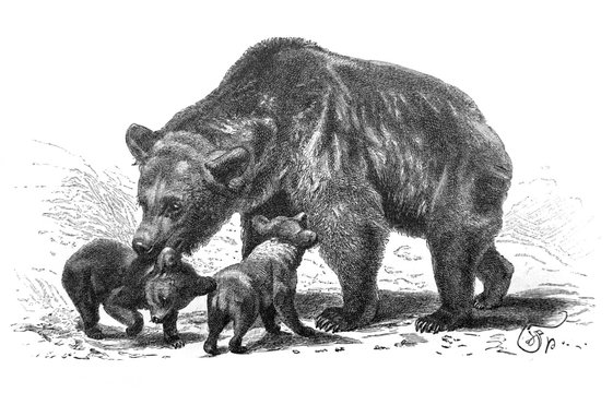 Brown bear in the old book Meyers Lexicon, vol. 2, 1897, Leipzig