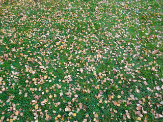 Dead leaves and green grass