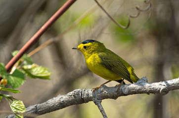 Wilsons warbler on branch. It is uncommon in extensive brushy woods with dense understory near water willows or alders. It is greenish above and yellow below.  The male has a black crown patch.