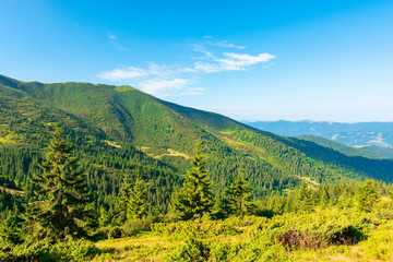 mountain scenery in the morning. coniferous trees on forested hillside with grassy slopes. stunning sunny weather with cloudless sky. svydovets ridge in the distance