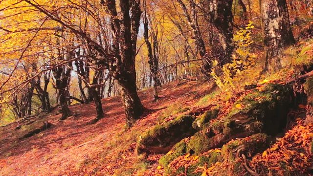 Forest in autumn colors slider shoot. Deep in the forest in autumn colors. Autumn colors in the forest