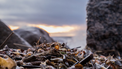 Debris of reed and shells on the background of the blurry shore of the Gulf of Finland.