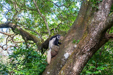 Wild colobus guereza monkey sitting on the branch in tropical forest near city Arusha, Tanzania, Africa