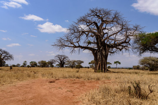 African Baobab tree.(Adansonia digitata) in the Tarangire National Park