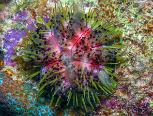 Caribbean coral garden sea urchin © John Anderson