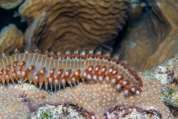 fireworm or bristle star underwater