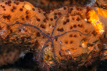 Brittle stars on sponge