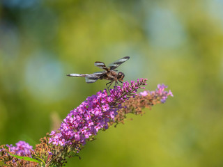 Dragonfly in garden