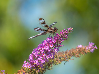 Dragonfly in garden