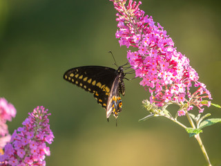 Black swallowtail butterfly in summer
