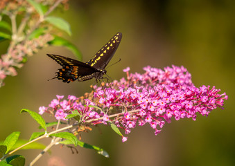 Black swallowtail butterfly in summer