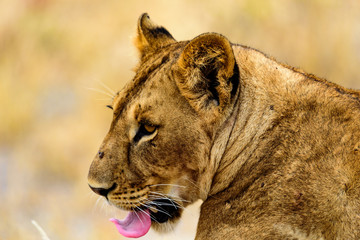 Head of a Lioness (Panthera leo) in the Tarangire National Park