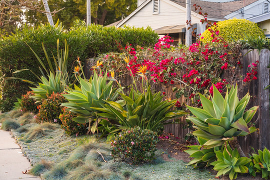 California Home Drought Tolerant Plants For Landscape Design