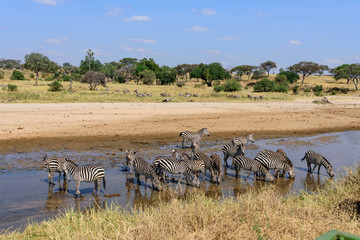 Fototapeta na wymiar Group of plains zebras (Equus quagga) in a river in the Tarangire NP