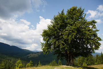 Obraz premium Carpathian landscape. Hiking. Rural landscape in Carpatians, Mount Kostrycha, Ukraine. Coniferous forest and beautiful sky above mountains. Panorama of mountains from under the Beech tree