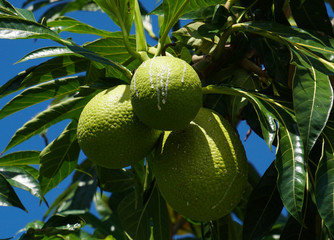 Looking up on bright green breadfruit hanging from the tree with the blue sky shining through the dark green leaves.