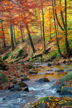 forest river in autumn. rapid water flow among the trees and mossy rocks on a sunny day. foliage in fall colors. beautiful nature scenery