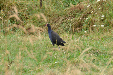 Fototapeta premium A pukeko, swamphen, native birds of new zealand