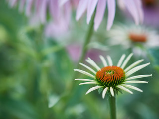 flower on green background
