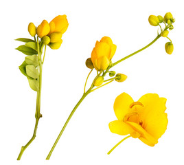 Yellow Flowers and buds of isolated on white. Israel plants