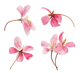 Pink spring blossom isolated on white background. Fresh apple spring branch 