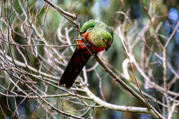 Australian King-Parrot
