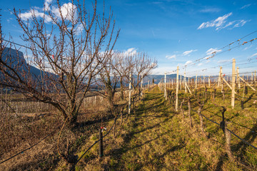 Vineyards, apple and grape orchards in Eppan an der Weinstrasse in northern Italy, south Tyrol.
