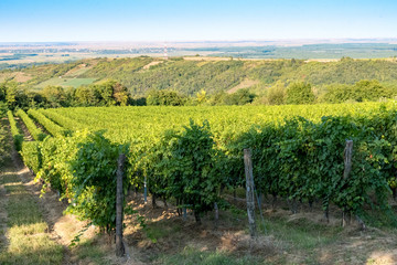 Naklejka premium vineyard