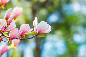 Blooming magnolia on a branch. Beautiful pink spring flower on a tree branch, banner postcard.