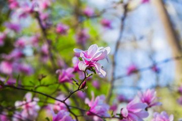 Blooming magnolia on a branch. Beautiful pink spring flower on a tree branch, banner postcard.