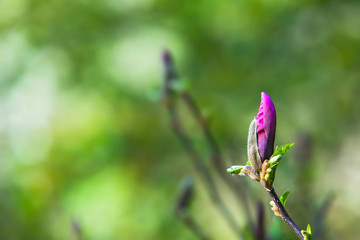 Blooming magnolia on a branch. Beautiful pink spring flower on a tree branch, banner postcard.