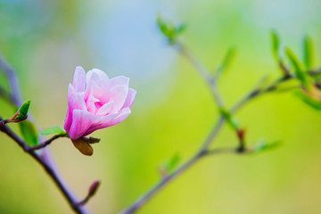 Blooming magnolia on a branch. Beautiful pink spring flower on a tree branch, banner postcard.