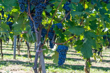 grapes in vineyard