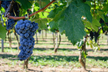grapes in vineyard