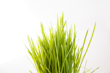 Green young fresh grass on white background. Spring mood. Easter objects