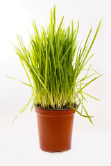 Green young fresh grass on white background. Spring mood. Easter objects
