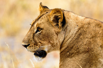 Head of a Lioness (Panthera leo) in the Tarangire National Park