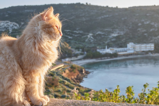 Feline colony during sunup on calamosca beach from capo sant'Elia lighthouse