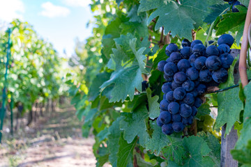 Fototapeta premium grapes on the vine