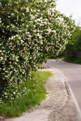Blooming bushes of roses and jasmine flowers. Spring season at countryside. Old blooming park. Spring in a park