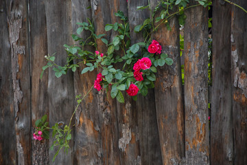 Bush of red roses on a wooden fence. Old garden