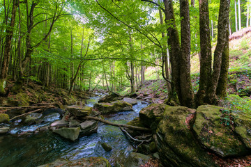 water stream in the beech forest. stunning nature scenery in spring, trees in fresh green foliage. mossy rocks and boulders on the shore. warm sunny weather