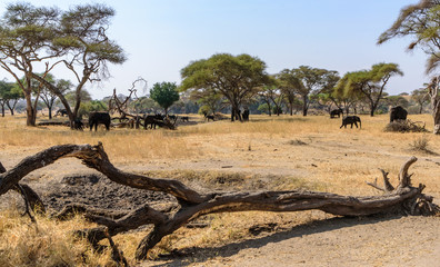 A family of African elephants (Loxodonta africana) between umbrella acacia trees in the African savanna