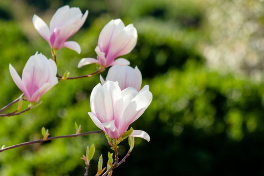 magnolia flowers closeup on a branch. beautiful blossoming garden background in springtime.