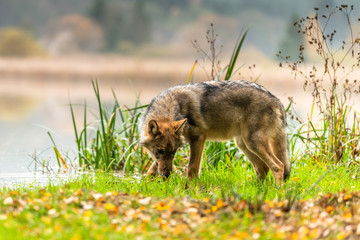 Lone wolf running in autumn forest Czech Republic