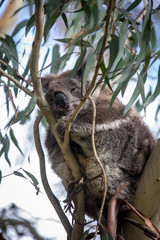 Koala at Kennett River