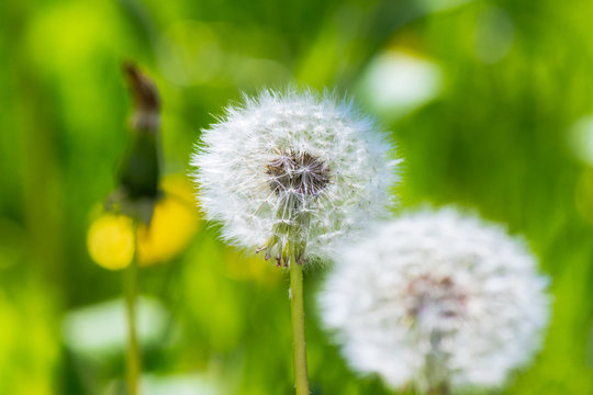 white puffy dandelions in the tall green grass. beautiful nature background