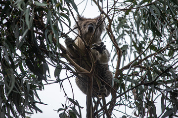 Koala at Kennett River